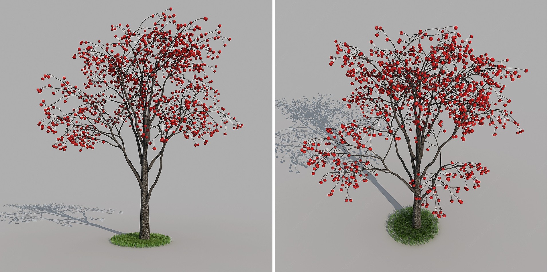柿子树乔木植物景观树果树3D模型