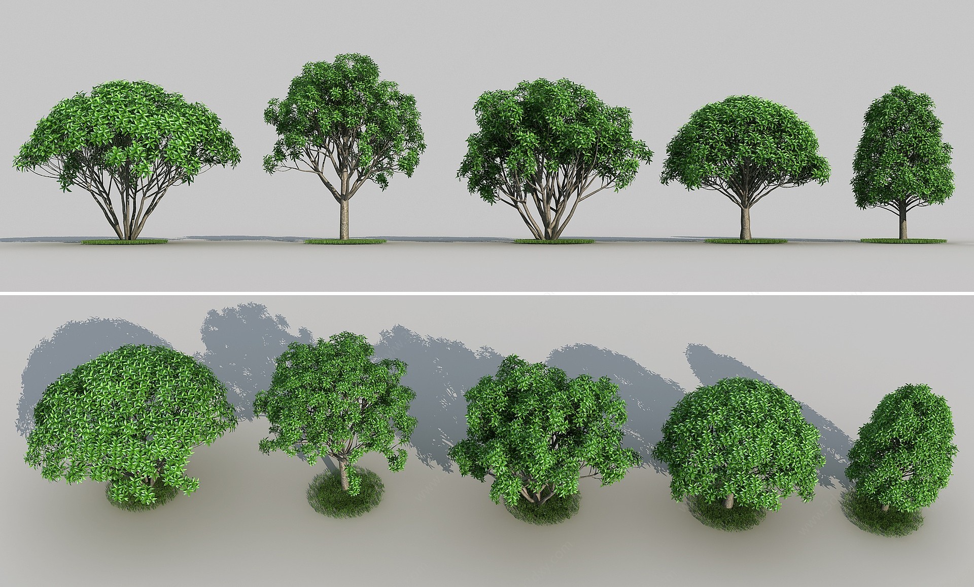桂花树树木植物景观树3D模型