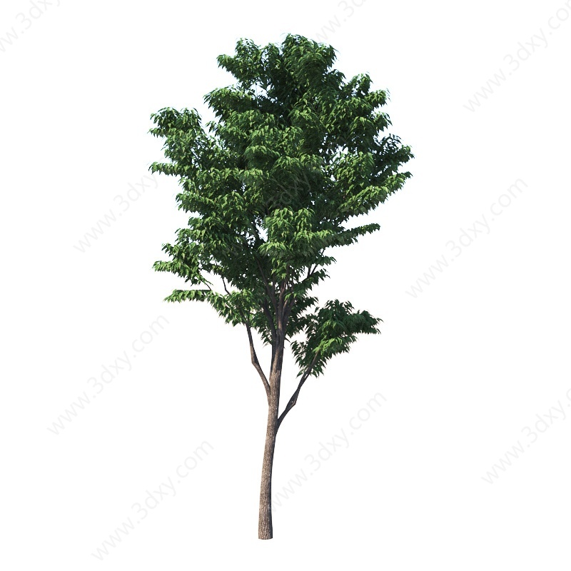 树木植物3D模型