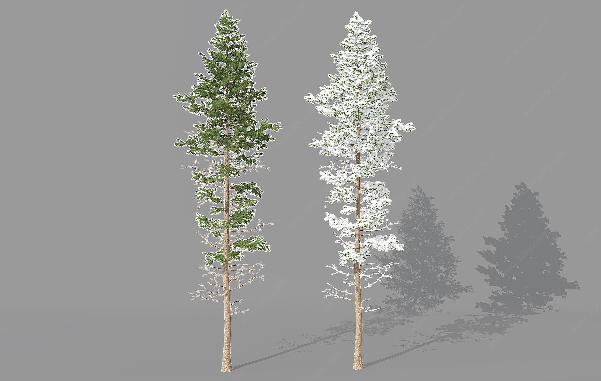 现代松柏树3D模型