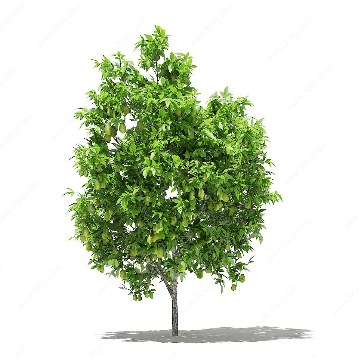 现代梨树景观树3D模型