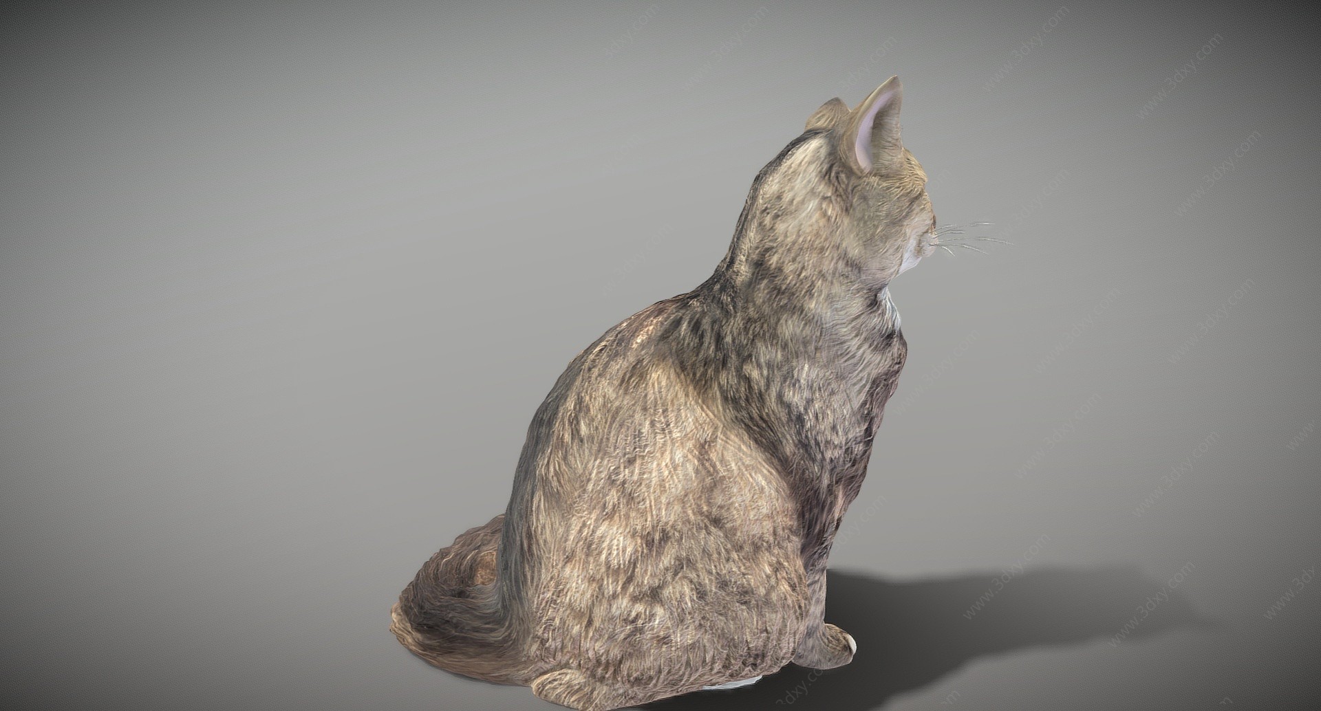 现代动物小猫3D模型