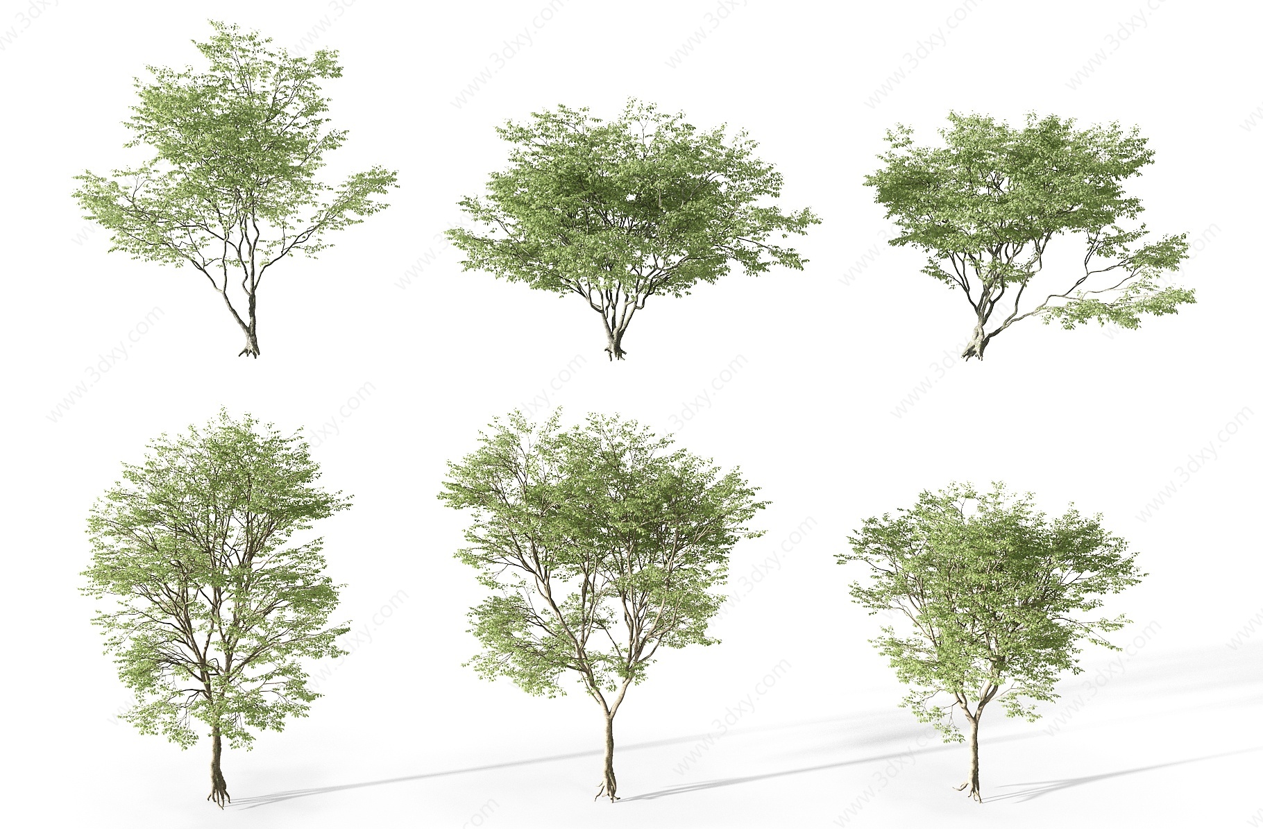 现代园林植物景观树3D模型