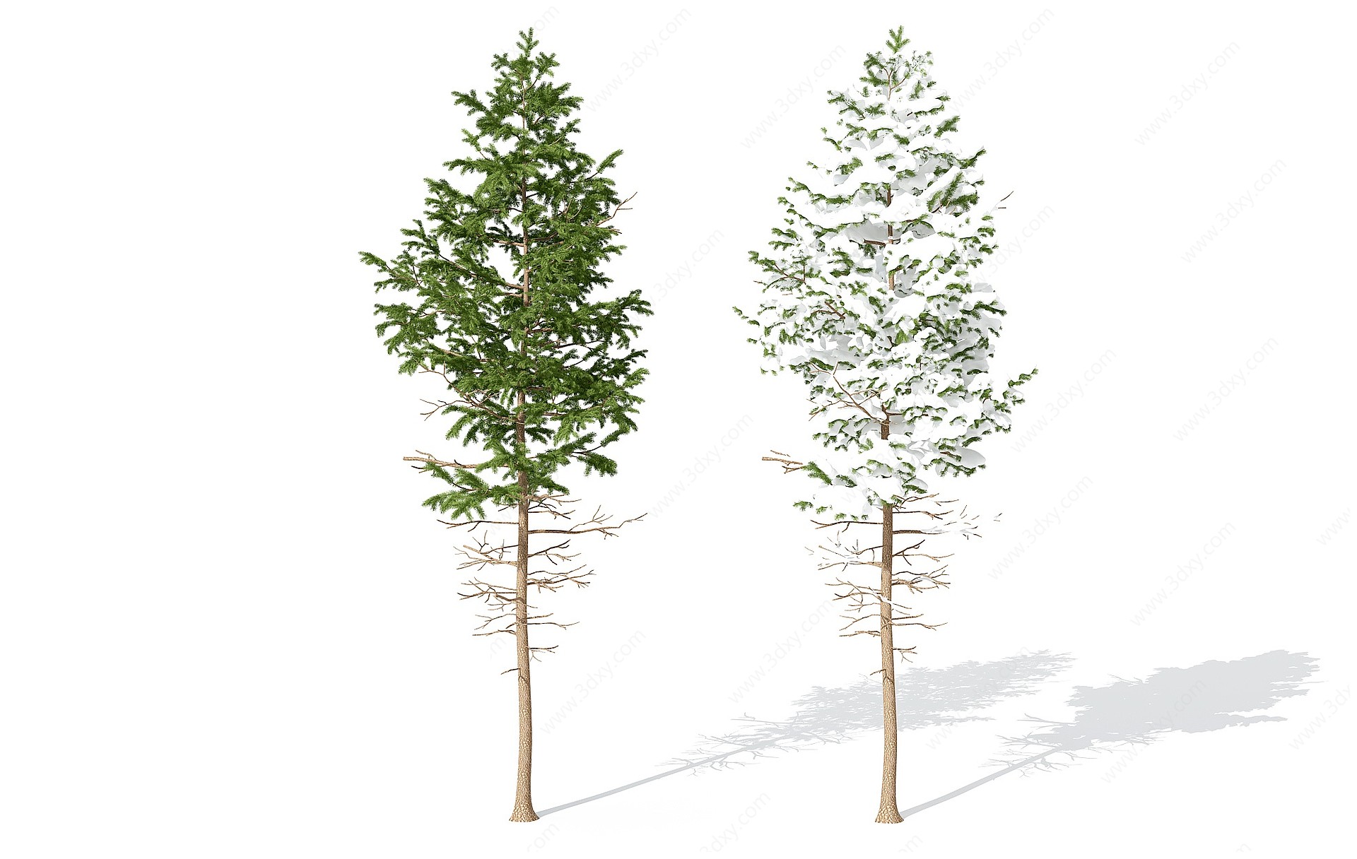 现代景观植物树松柏3D模型