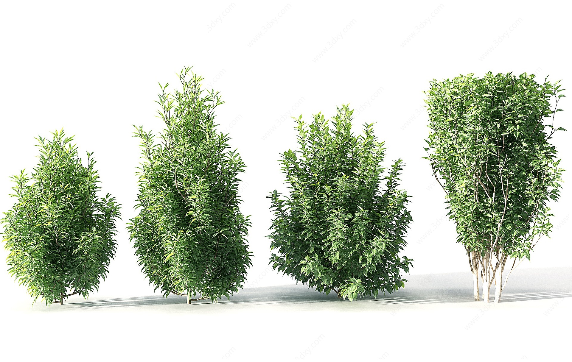 现代景观园林植物树矮树3D模型