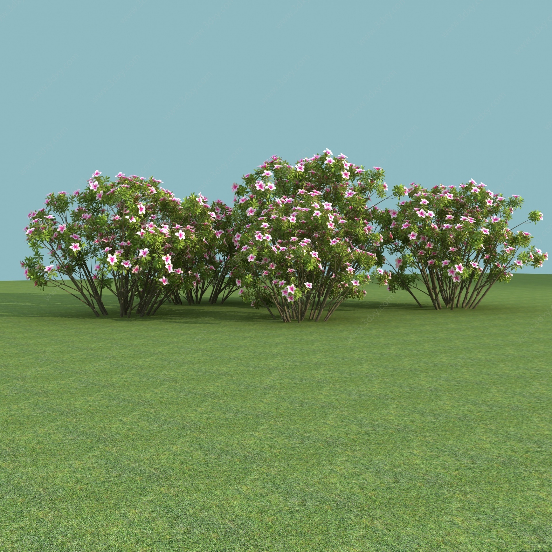 现代植物杜鹃3D模型
