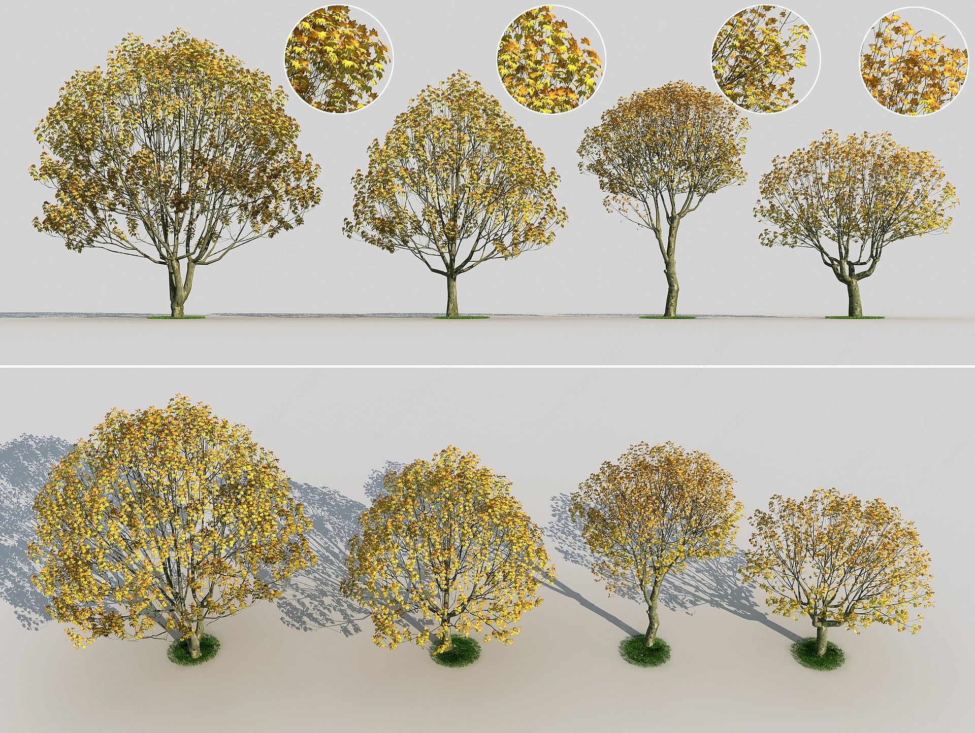 现代梧桐树法桐树木大树3D模型