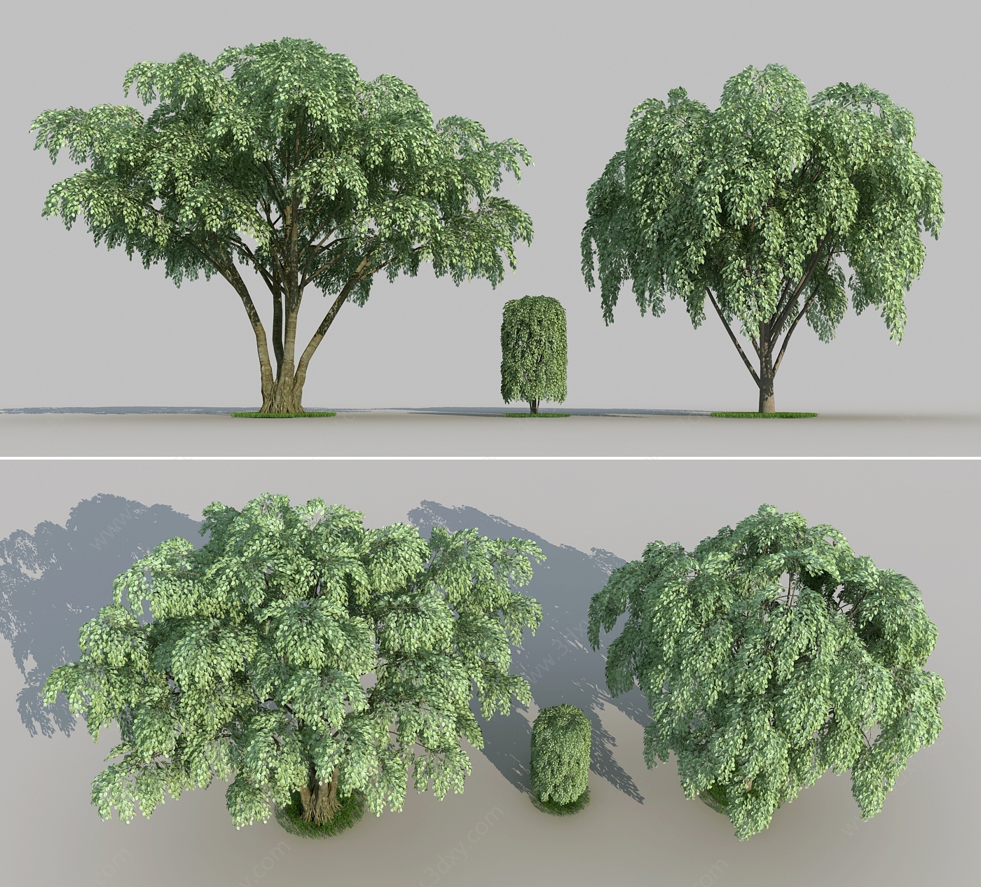 现代景观树榕树景观组合3D模型