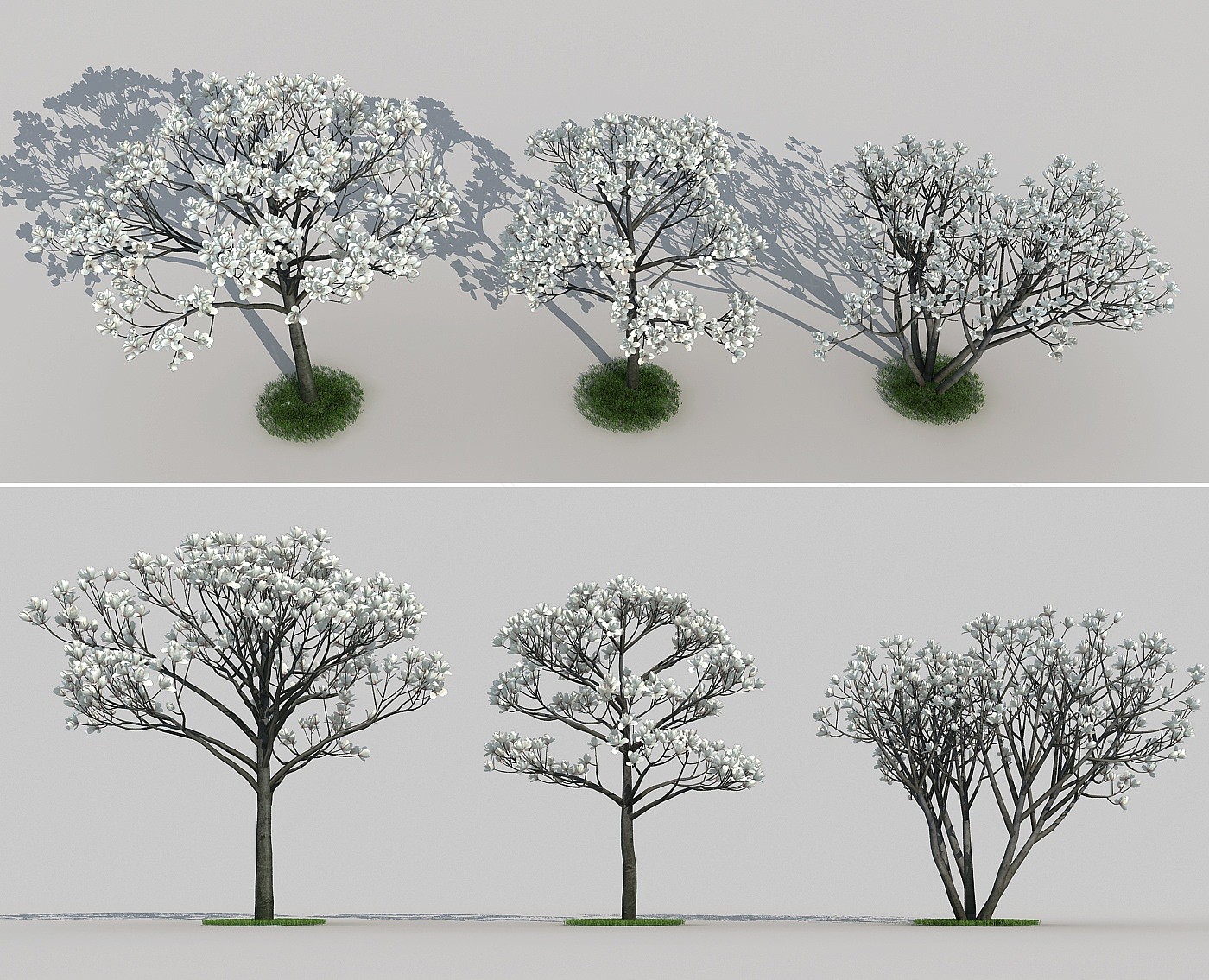 现代白玉兰植物3D模型