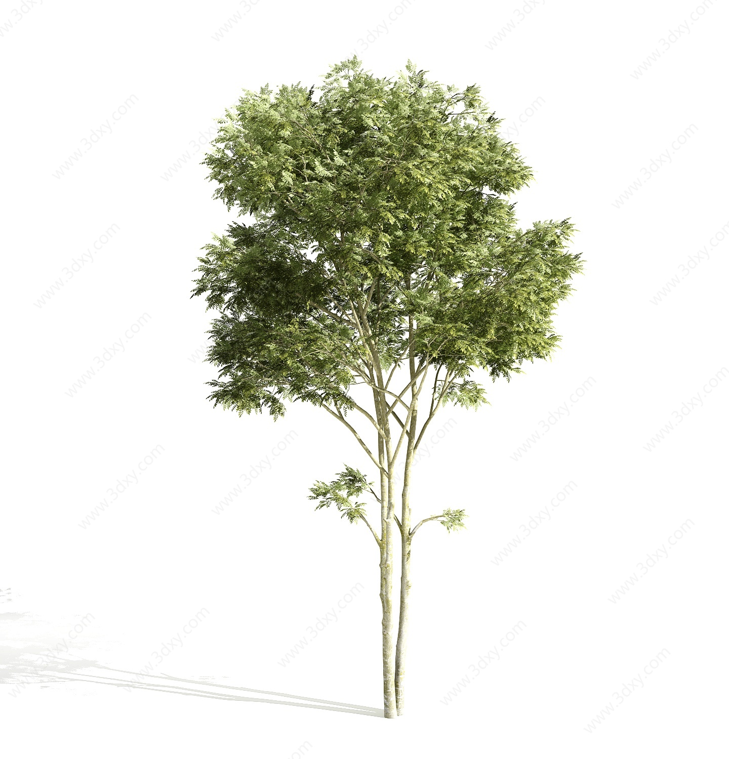树木植物3D模型