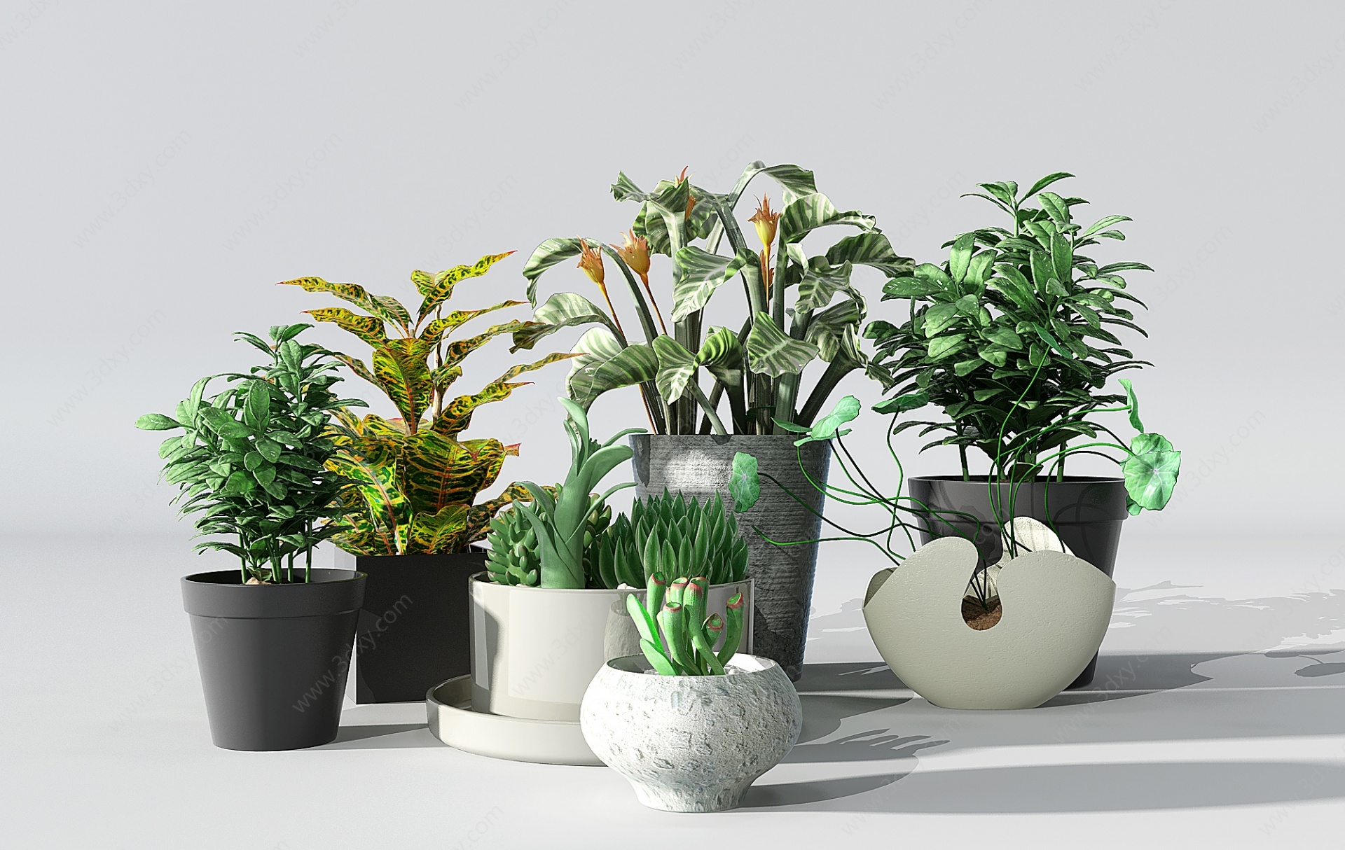 盆景盆栽植物花卉多肉植物3D模型