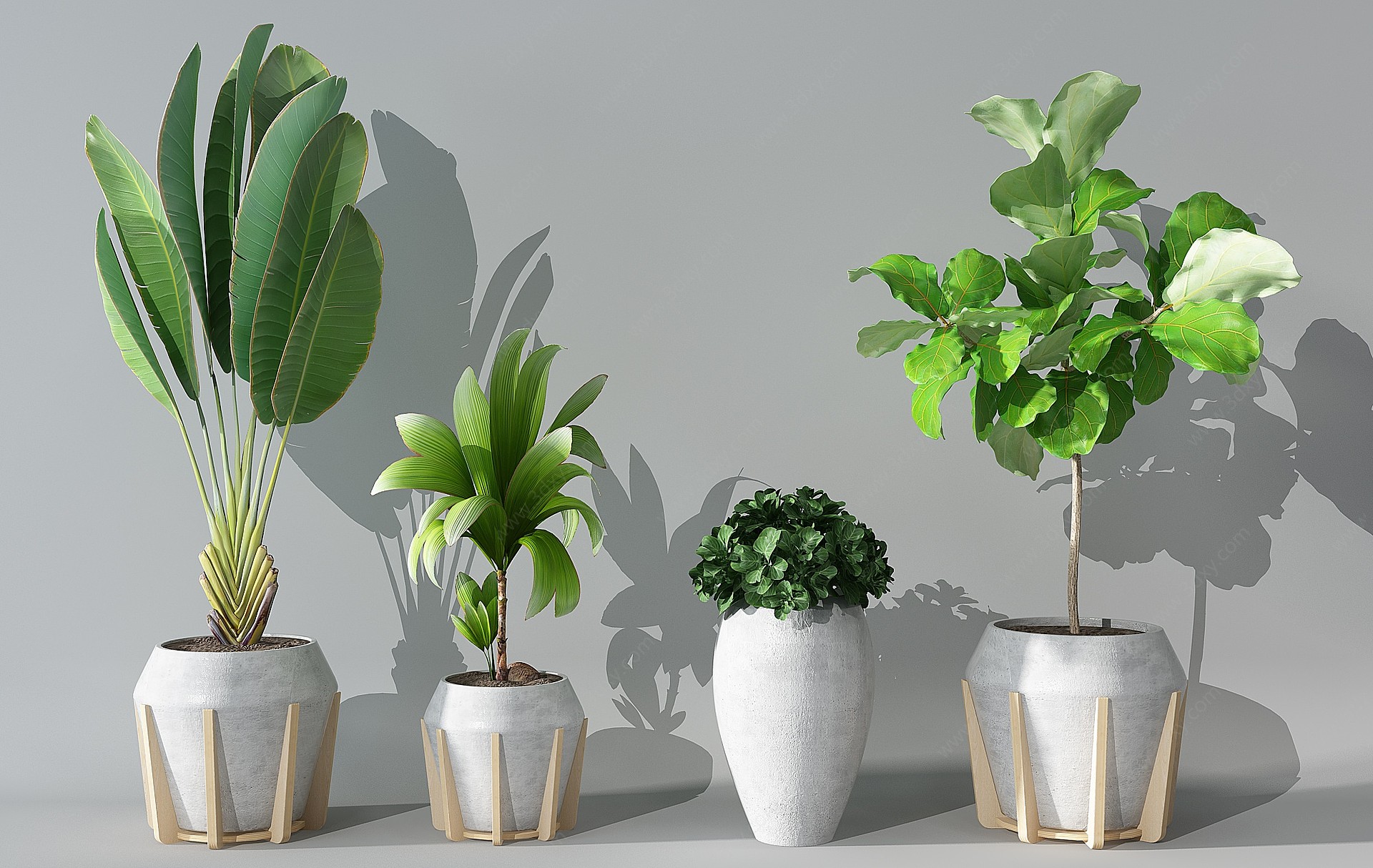 植物盆栽花盆绿植3D模型