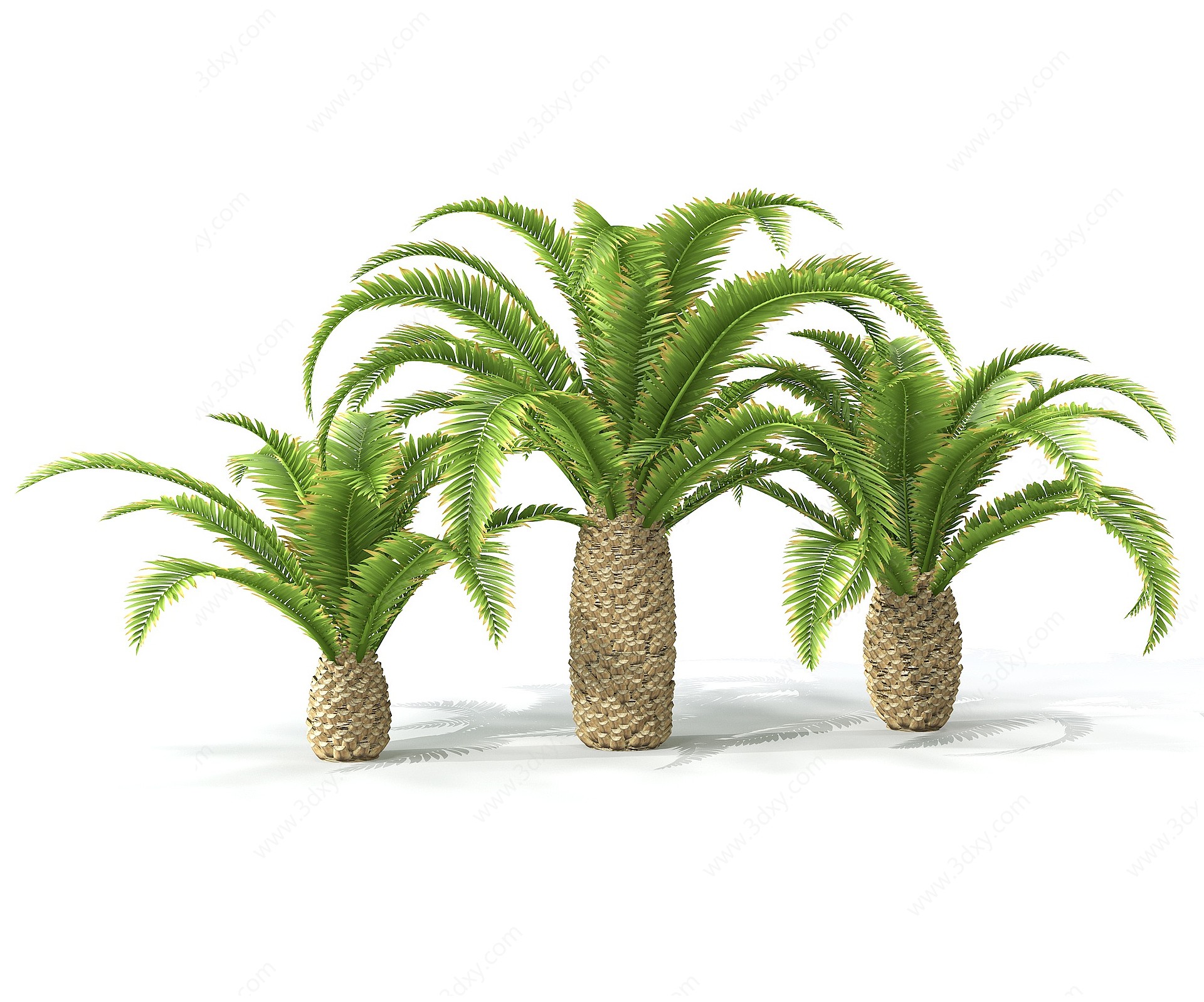 景观树椰子树3D模型