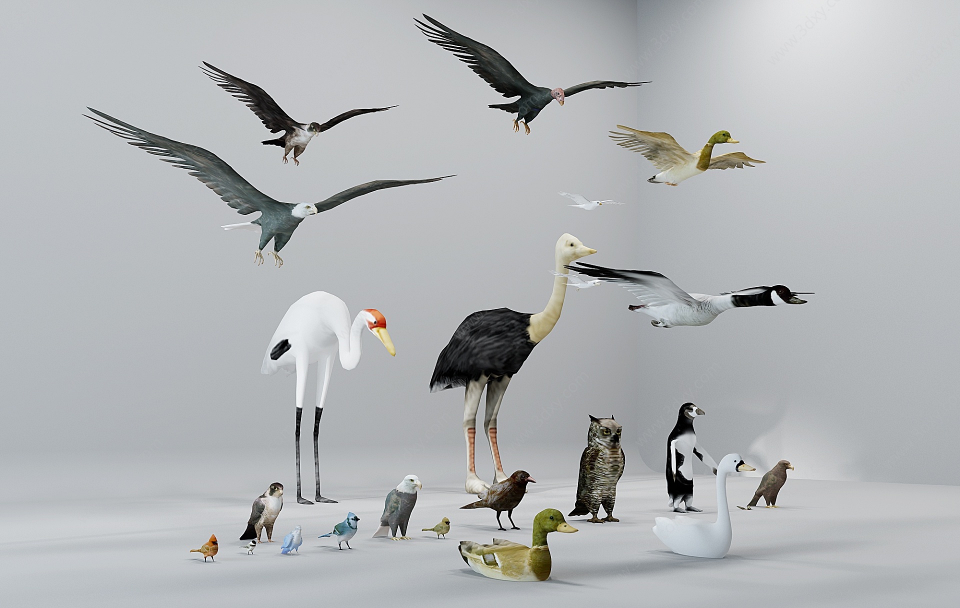 现代动物飞禽飞行动物3D模型