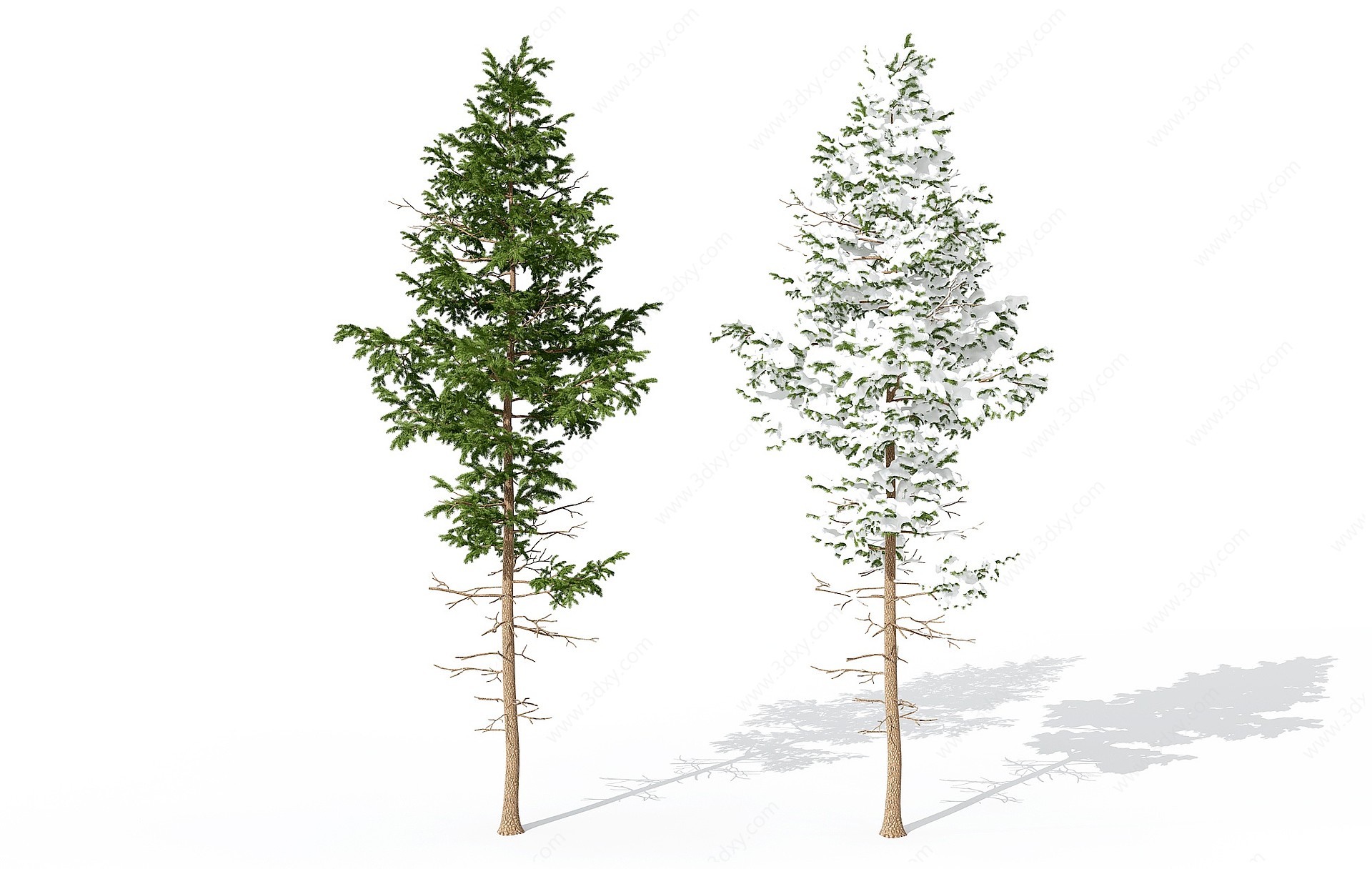 现代景观植物树松柏树3D模型