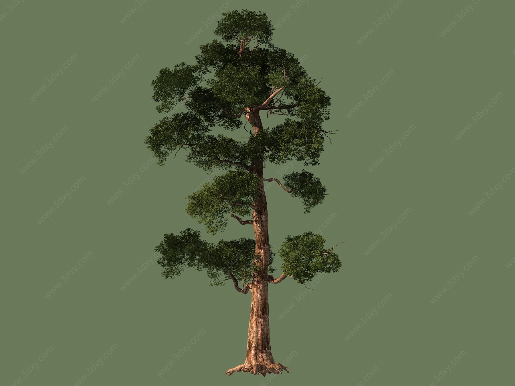 松树树植物景观3D模型