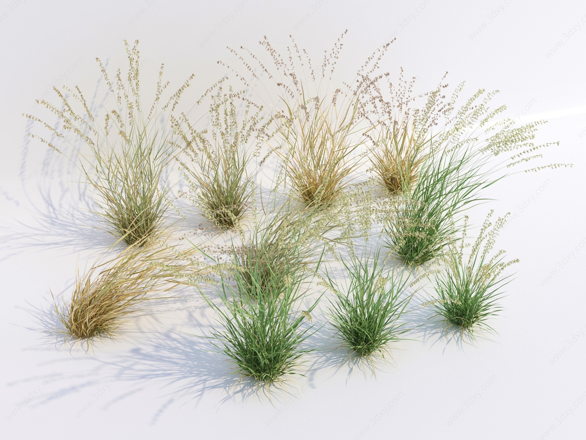 现代草植物3D模型