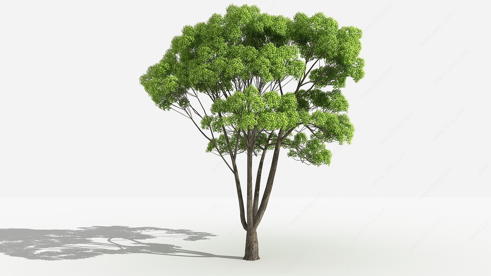 中式小叶樟灌木植物3D模型
