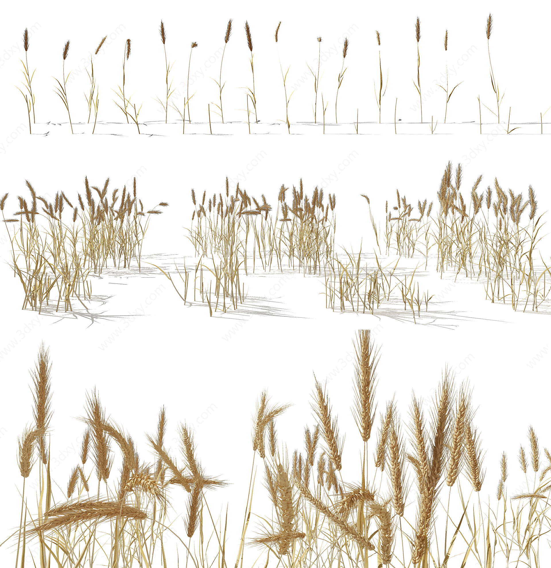 小麦麦穗稻草水稻3D模型
