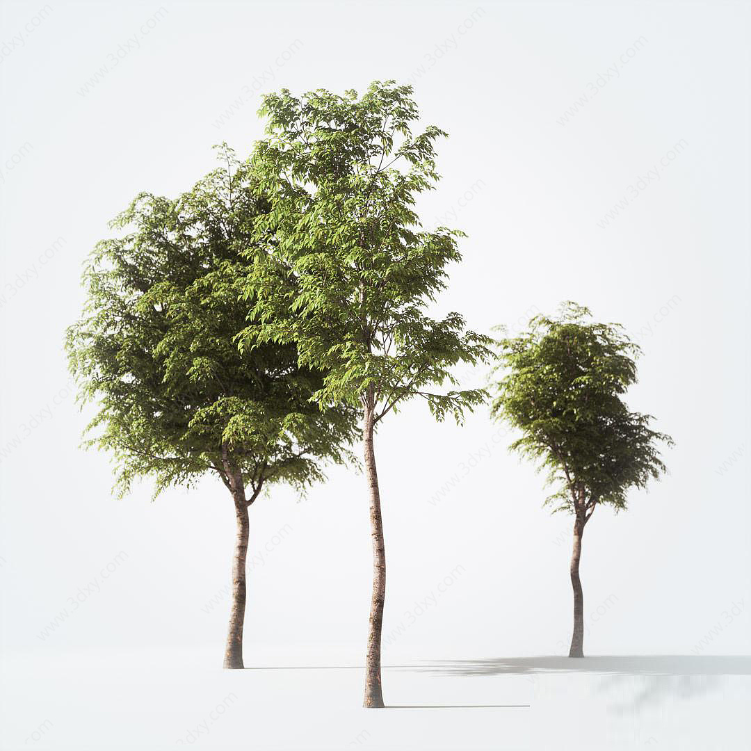 景观树水杉3D模型
