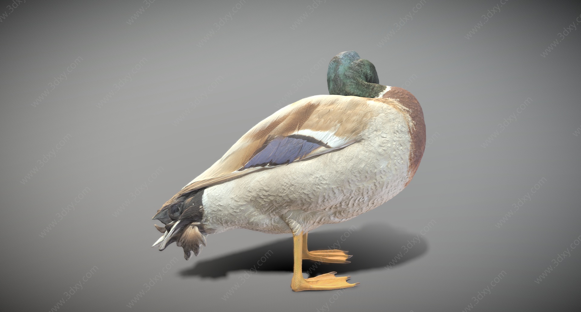 动物鸭子3D模型
