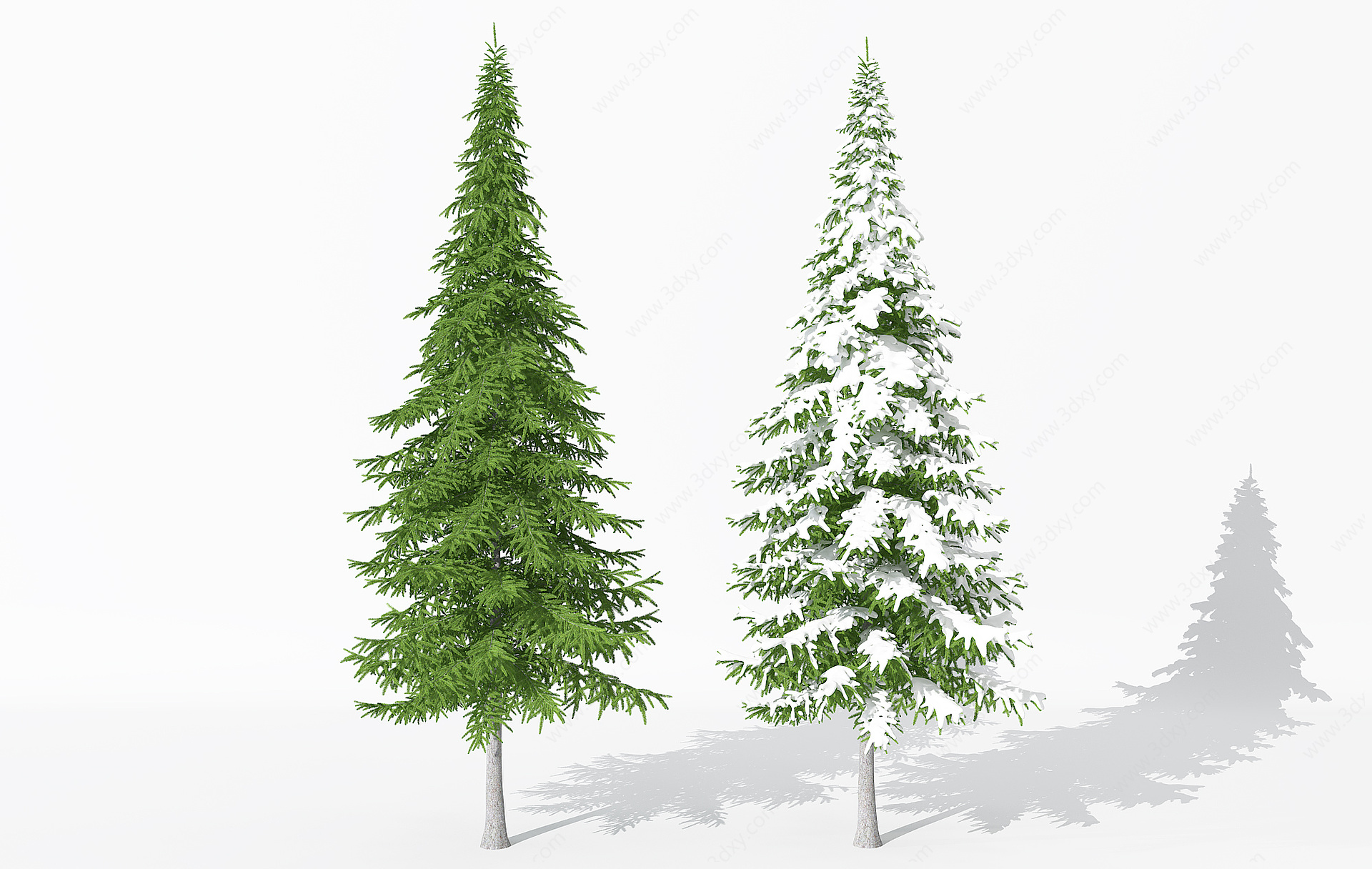 现代景观植物雪景树雪松3D模型