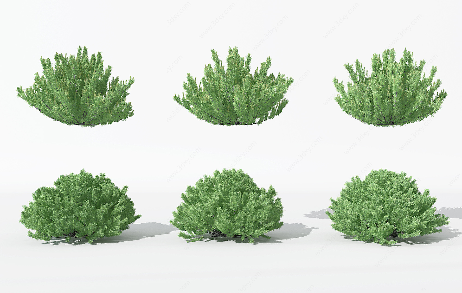 景观植物松树针叶植物龙柏3D模型