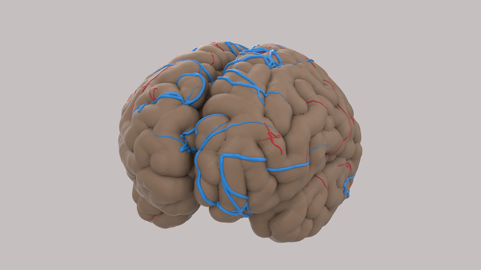 人体器官大脑结构3D模型