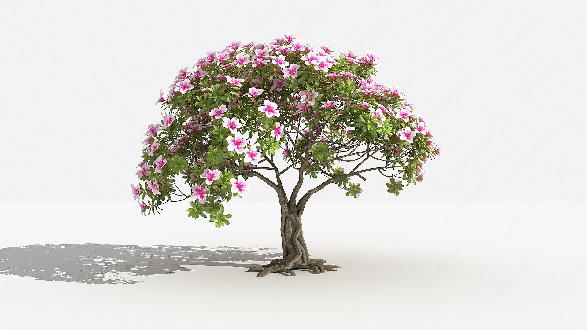 杜鹃桩景灌木植物景观植物3D模型