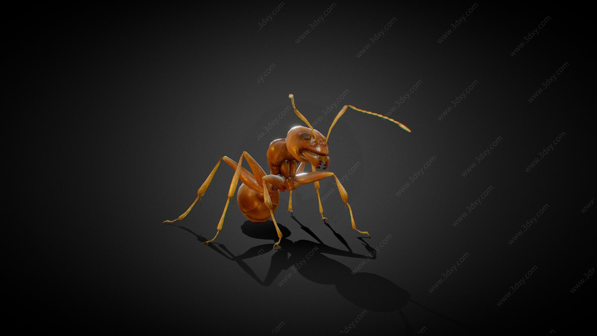 蚂蚁3D模型