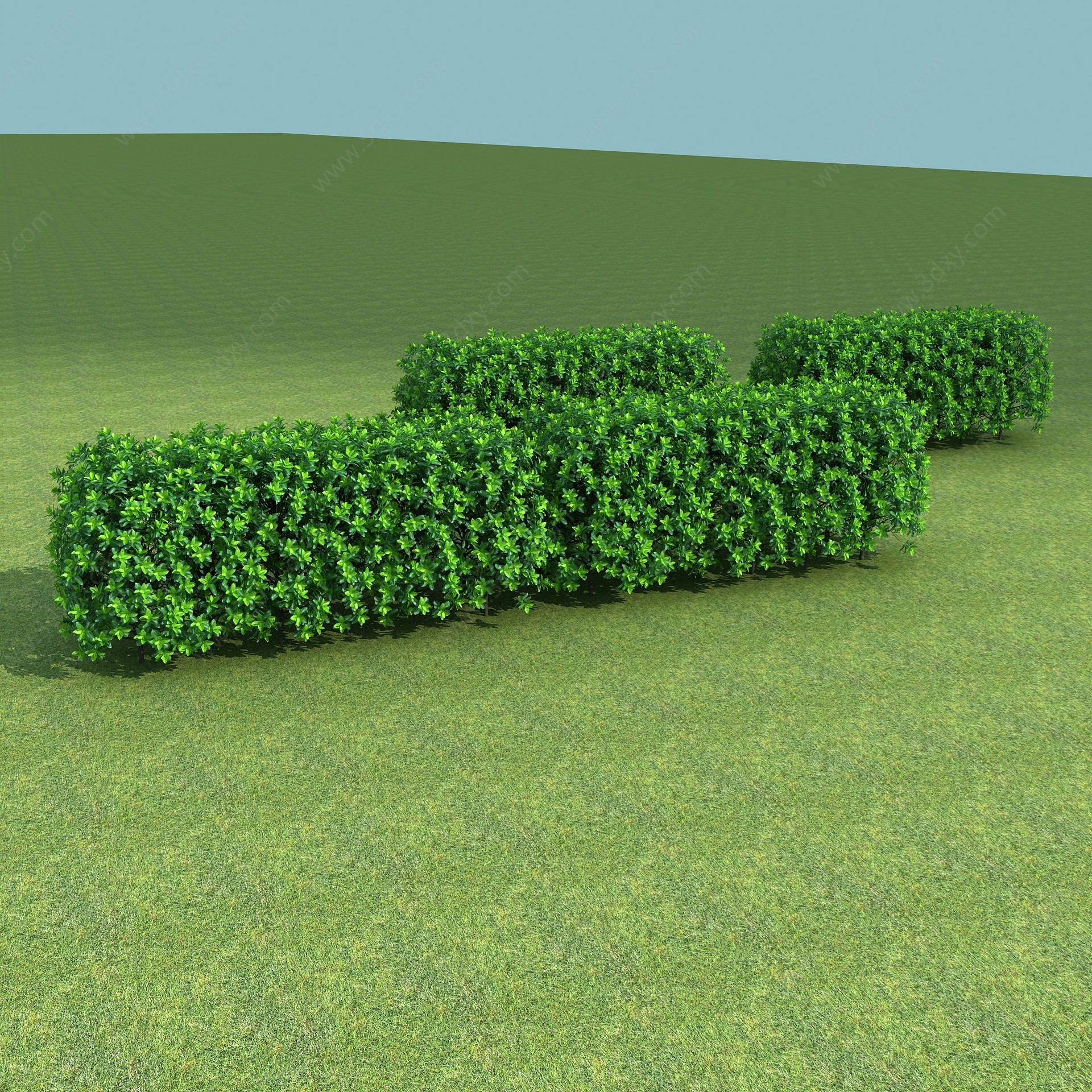 植物大叶黄杨绿篱3D模型