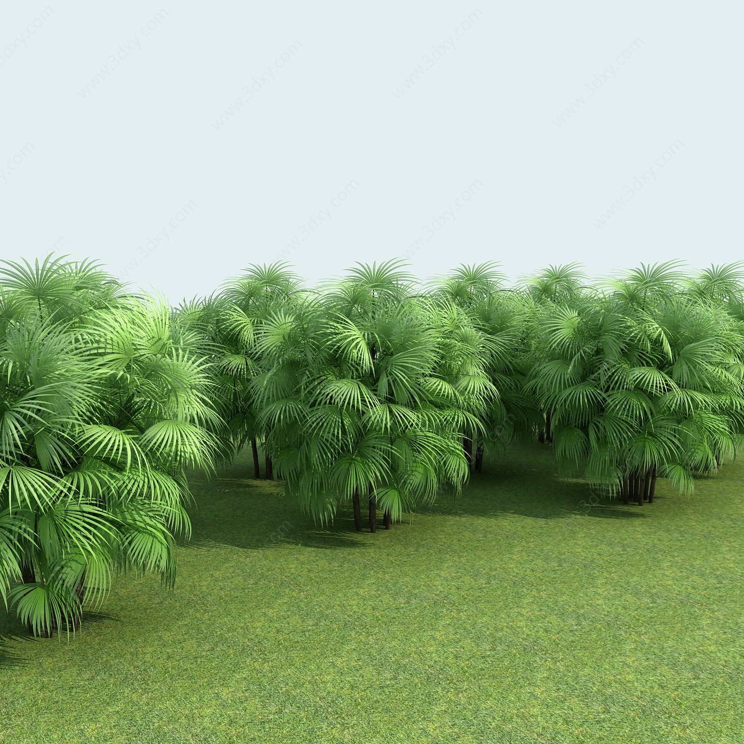 棕竹植物3D模型