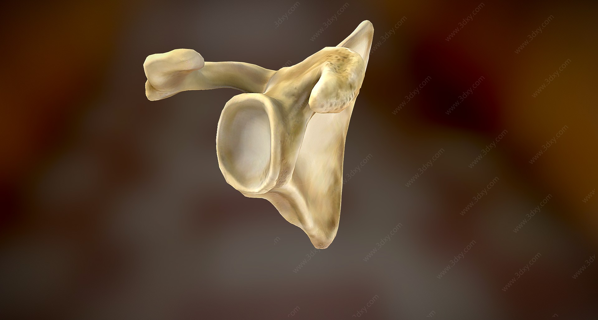 现代人肩胛骨3D模型