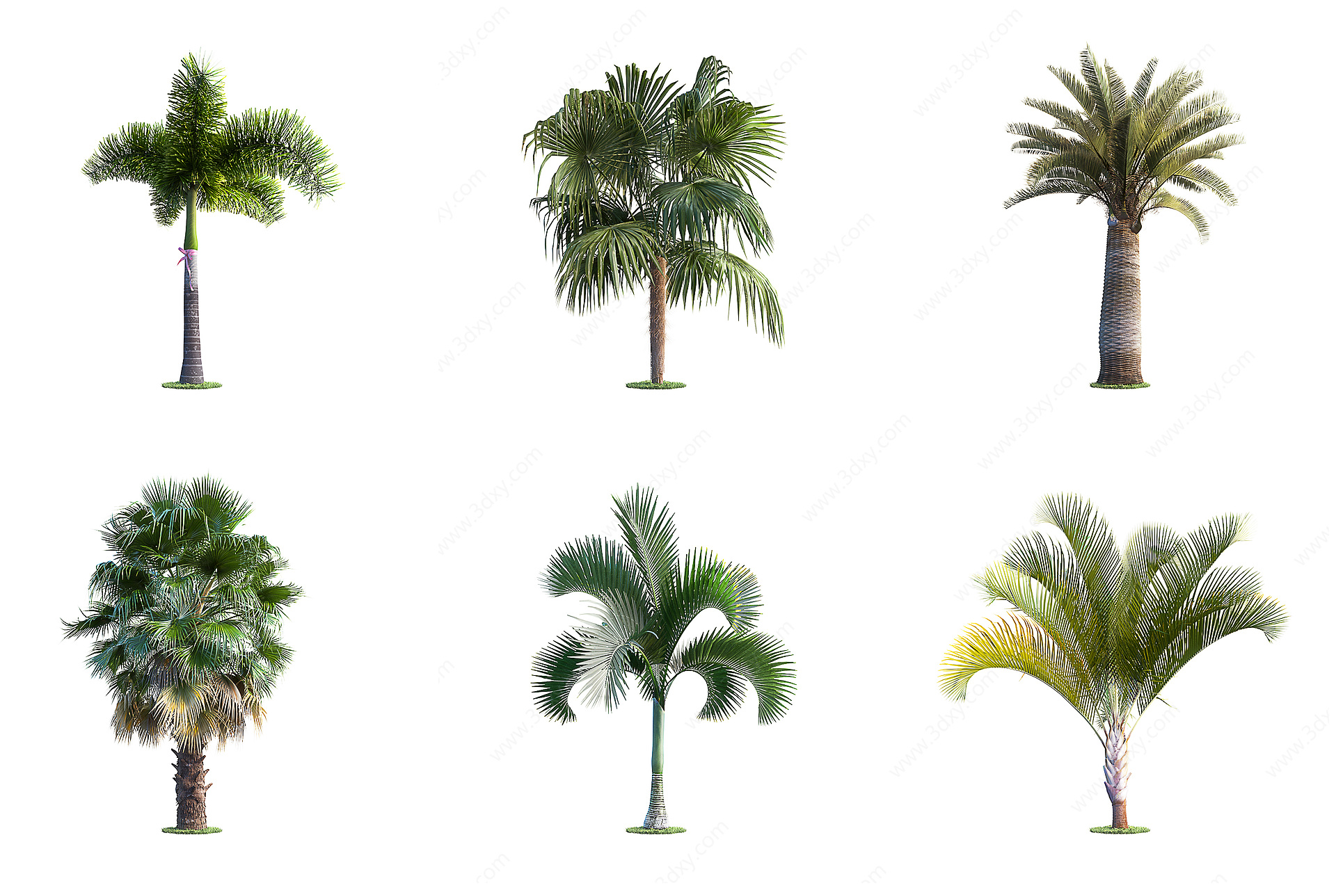 户外树木庭院树木棕榈树3D模型