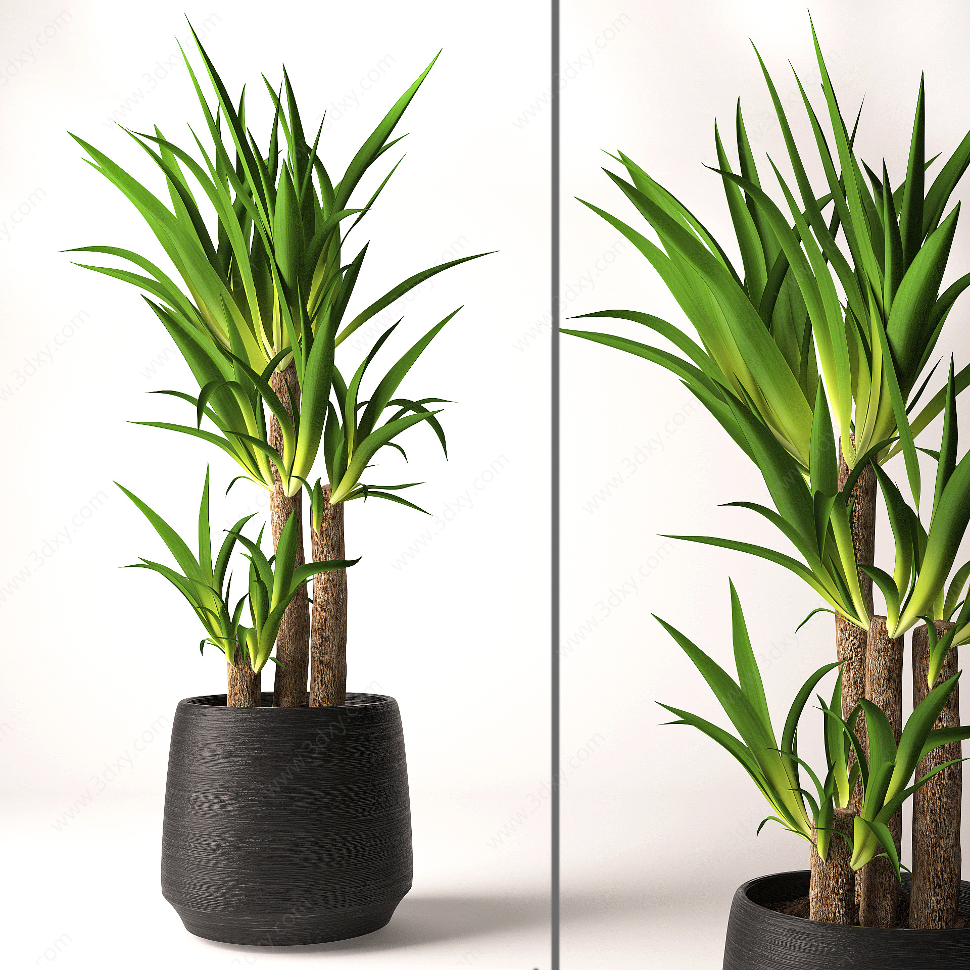 现代室内丝兰盆栽植物3D模型