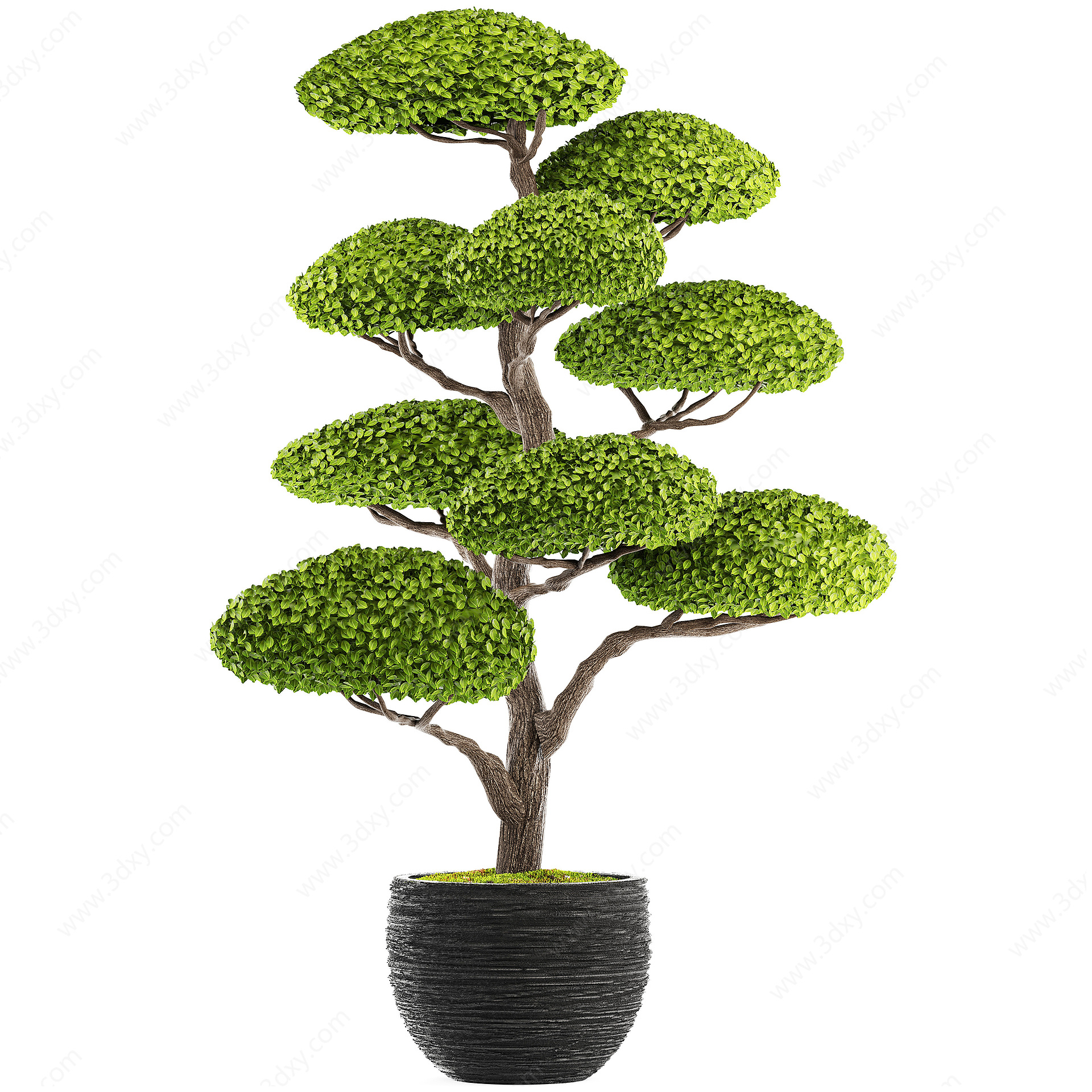 景观树盆栽3D模型