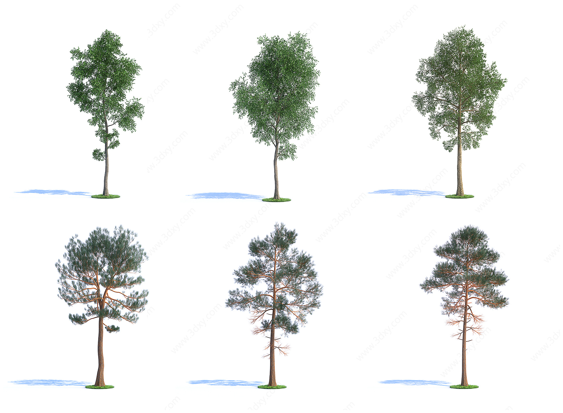 景观树木庭院树木松柏树木3D模型