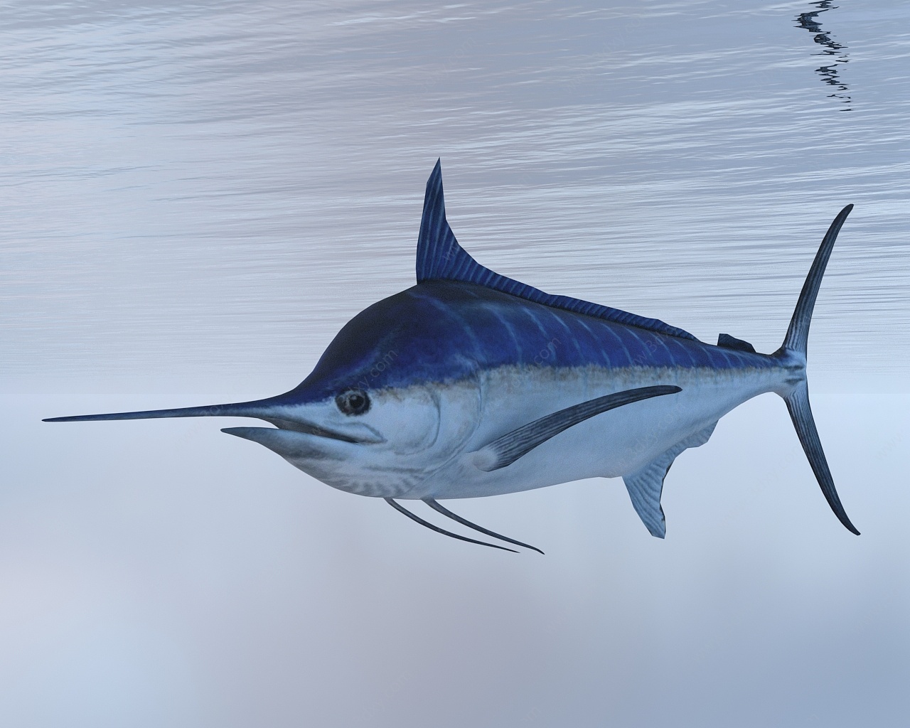 蓝鳍金枪鱼3D模型