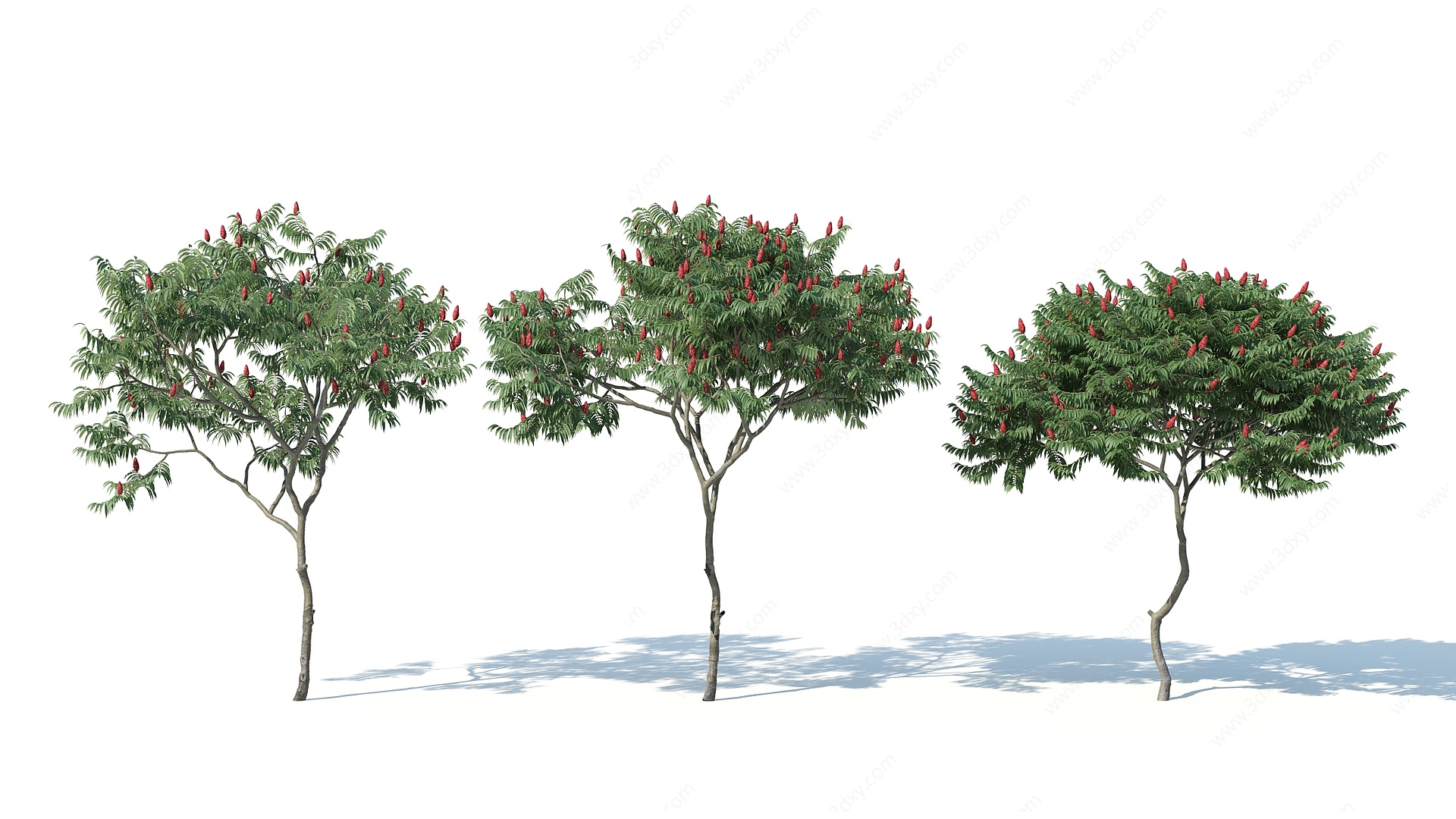 现代树木花树果树3D模型