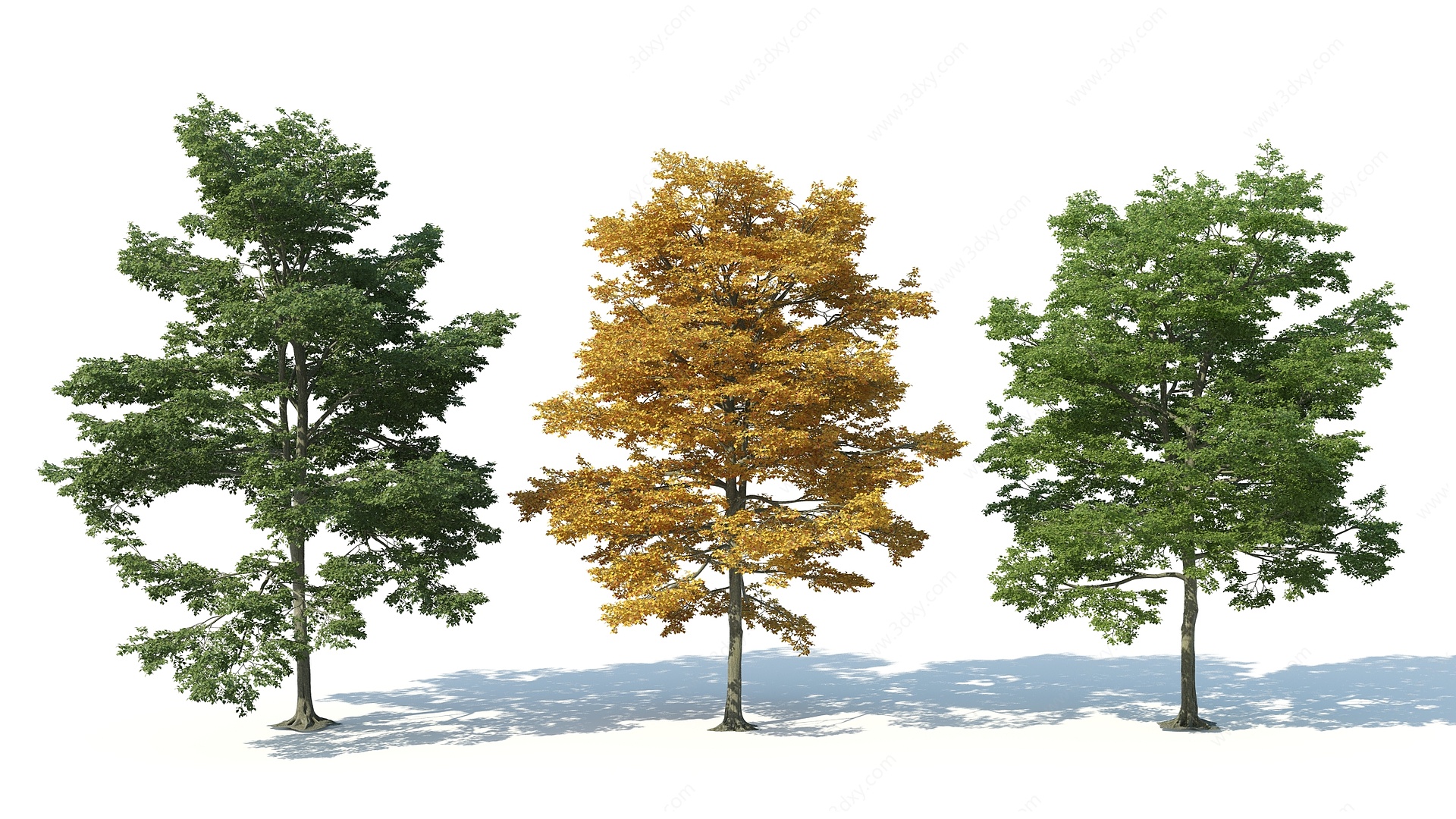 现代树木花树枫树3D模型