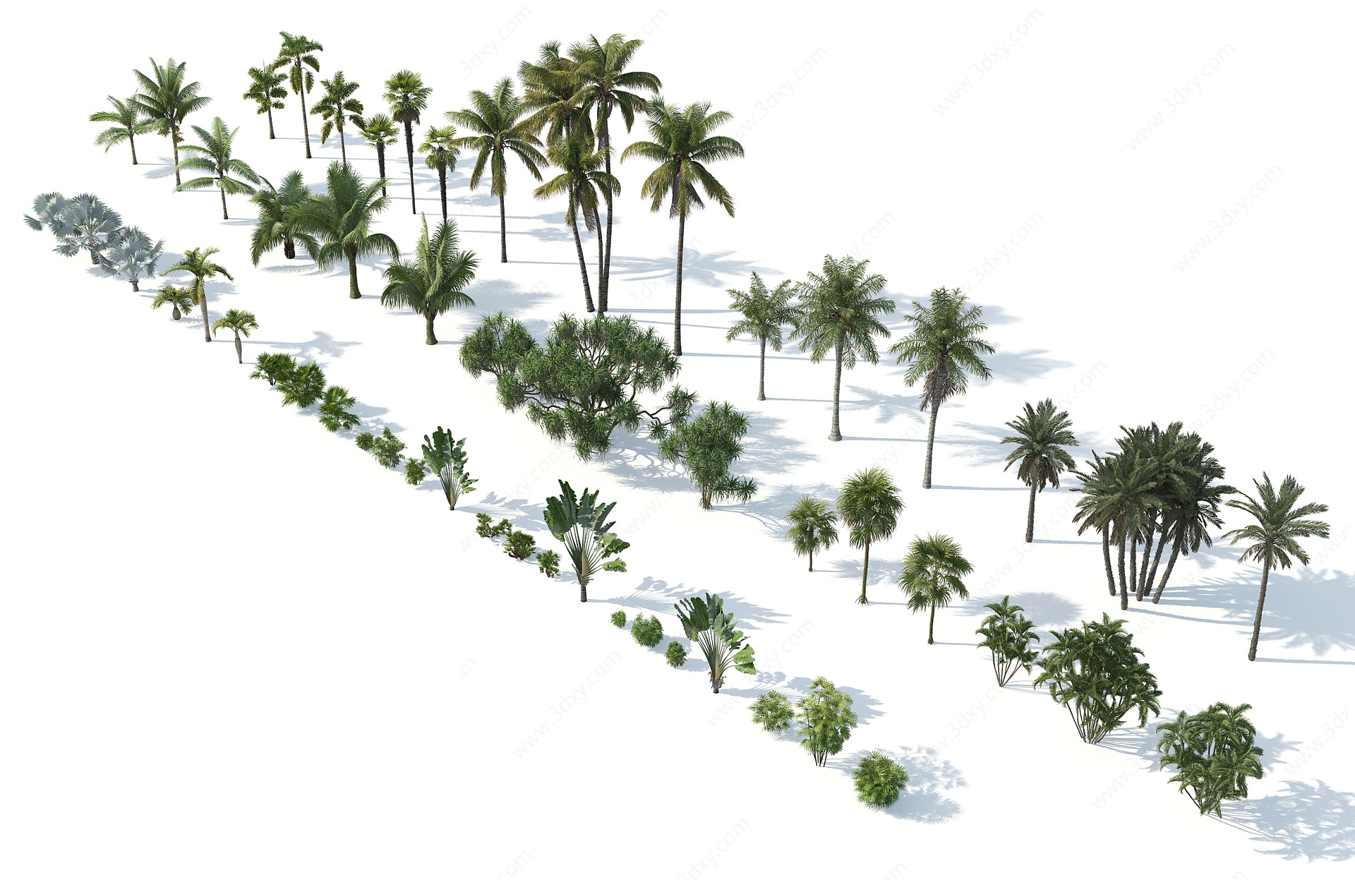 树木热带树木热带植物3D模型