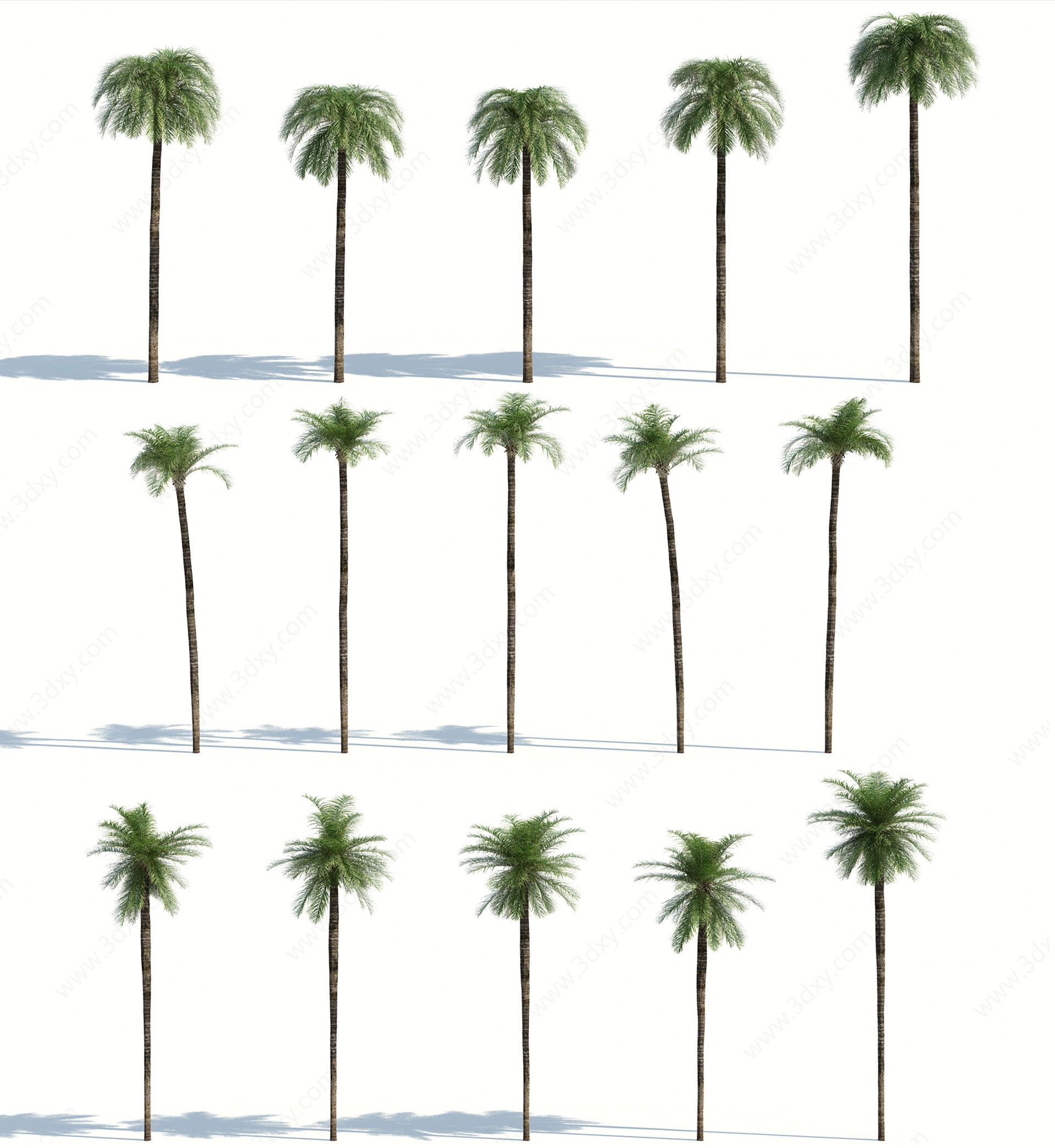 树木热带植物热带树木3D模型