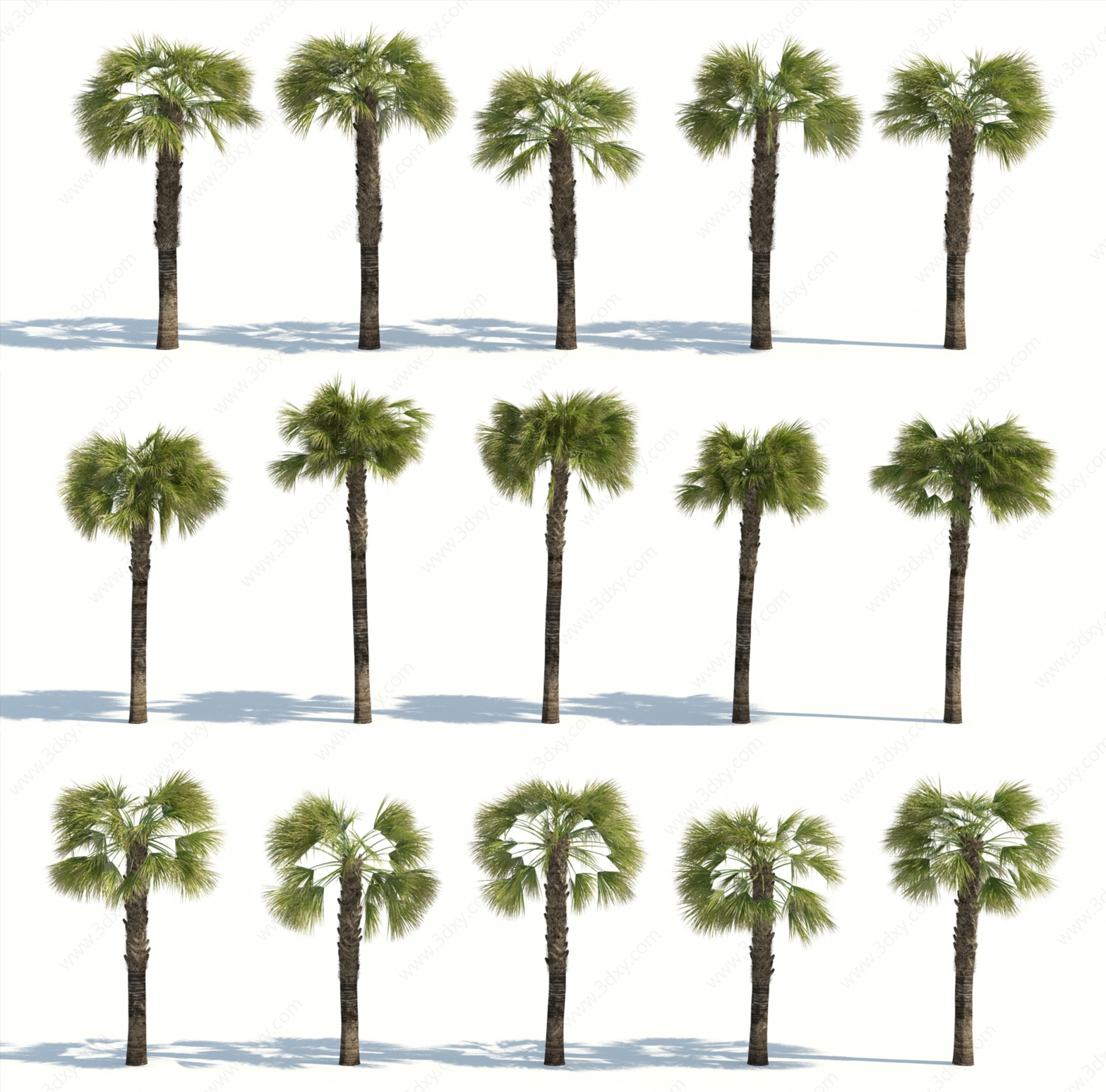 树木热带植物热带树木3D模型