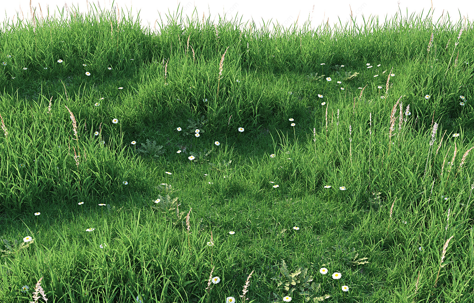 植物草地草坪3D模型