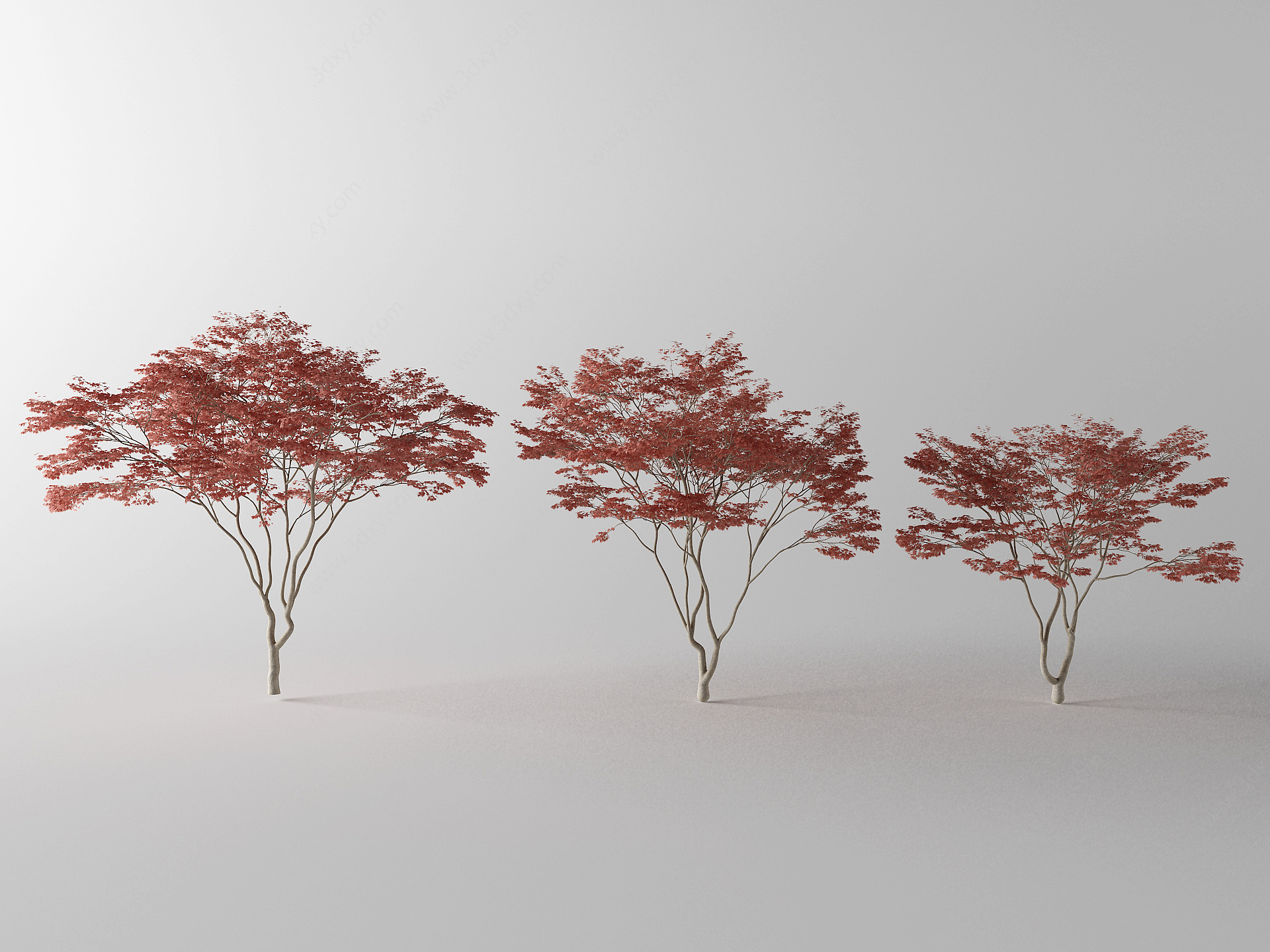 景观树枫树3D模型