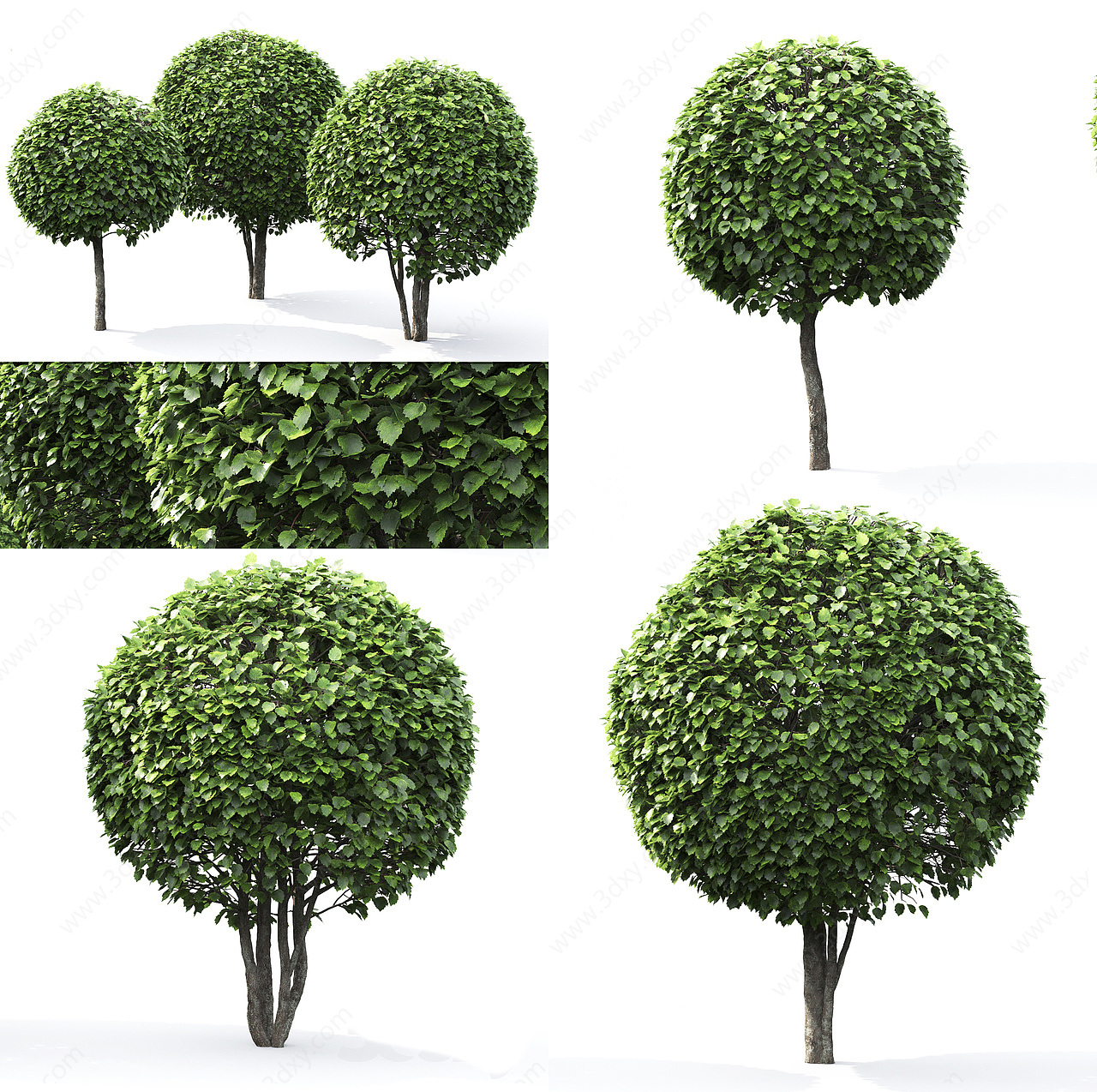 现代园艺树3D模型
