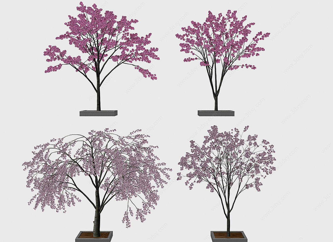 现代室外绿植樱花树3D模型