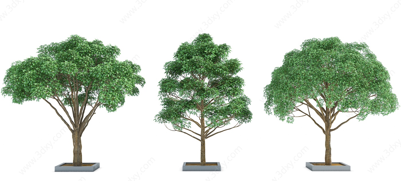 现代室外绿植树3D模型
