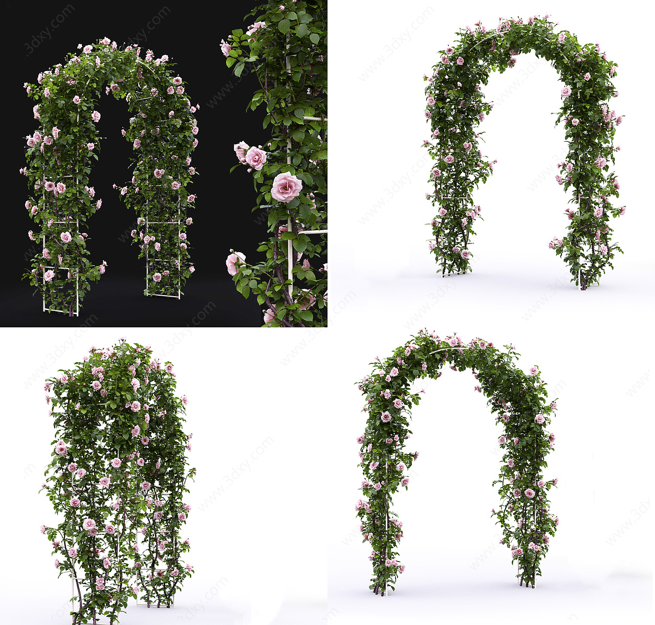 植物花卉植物门3D模型