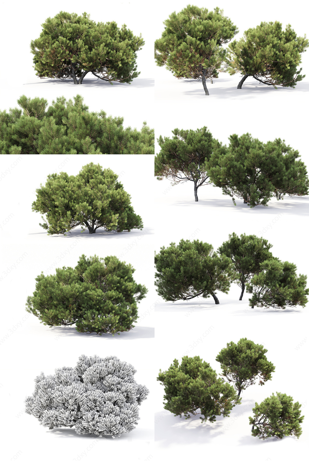 松树景观树3D模型
